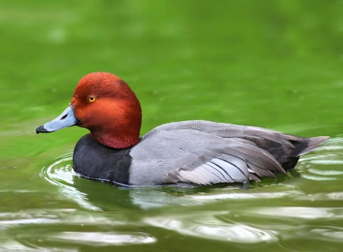 Marouette à crête rouge (Aythya americana)