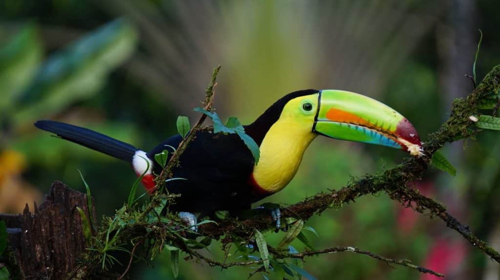 Toucan à carène à bec d'arc-en-ciel