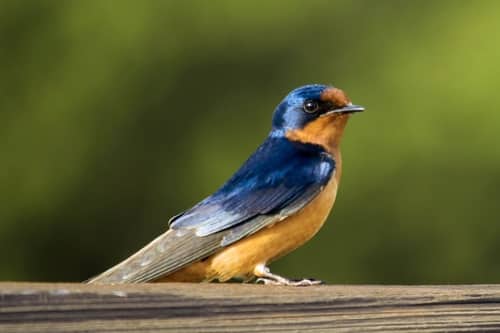 Hirondelle rustique (Hirundo rustica)