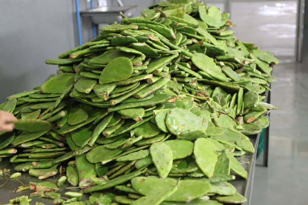 Manger du cactus, nopal, chumbera, figuier de barbarie