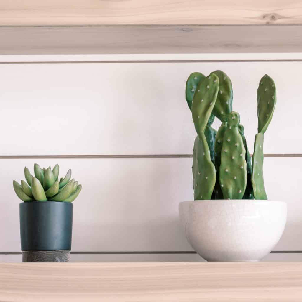 Comment planter et cultiver un cactus rond nopal dans un pot ?