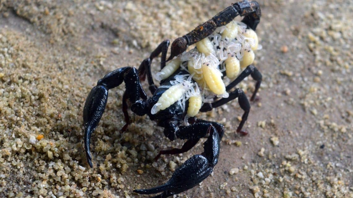 Les scorpions au Mexique : réel danger ?