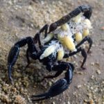 Les scorpions au Mexique : réel danger ?
