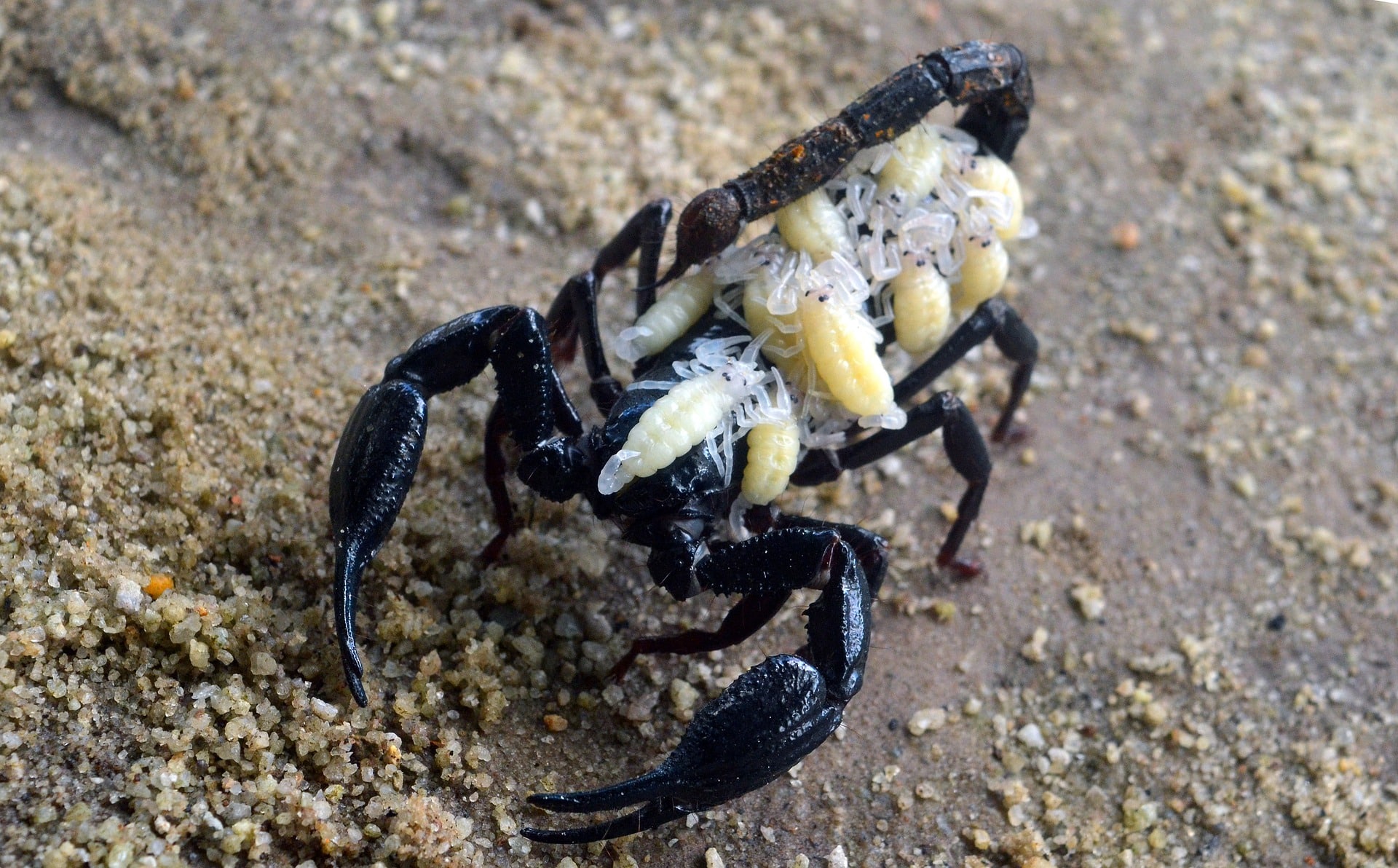 Les scorpions au Mexique : réel danger ?