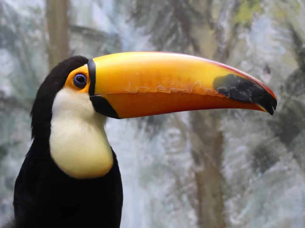 Le bec du toucan