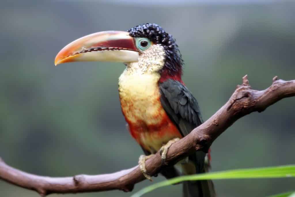 Bébé toucan reproduction