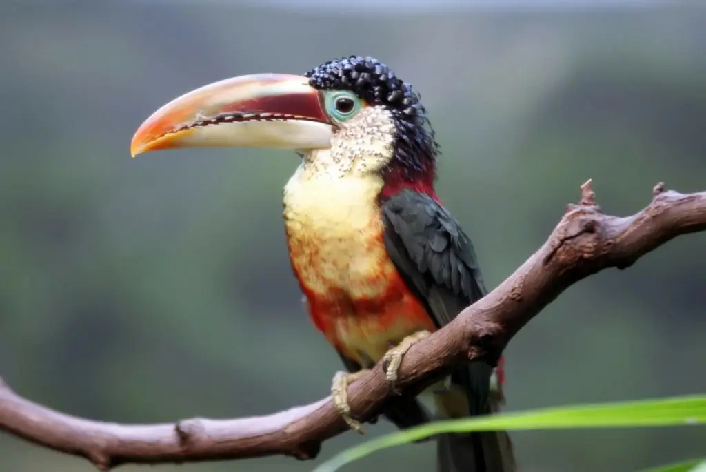 Les Toucans Au Mexique