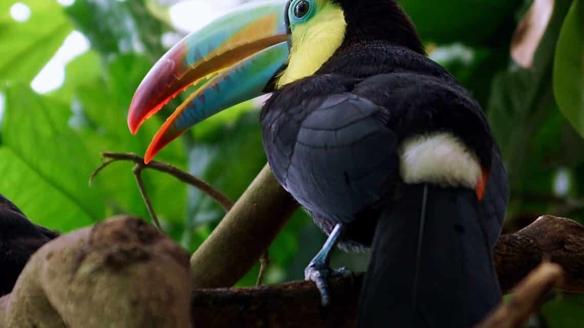 Les toucans au Mexique