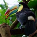 Les toucans au Mexique