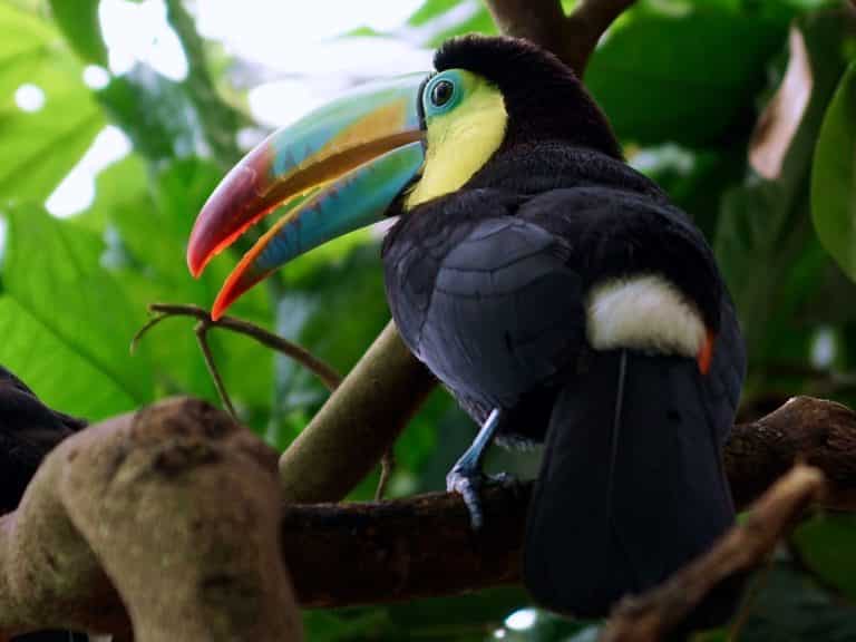 Les toucans au Mexique