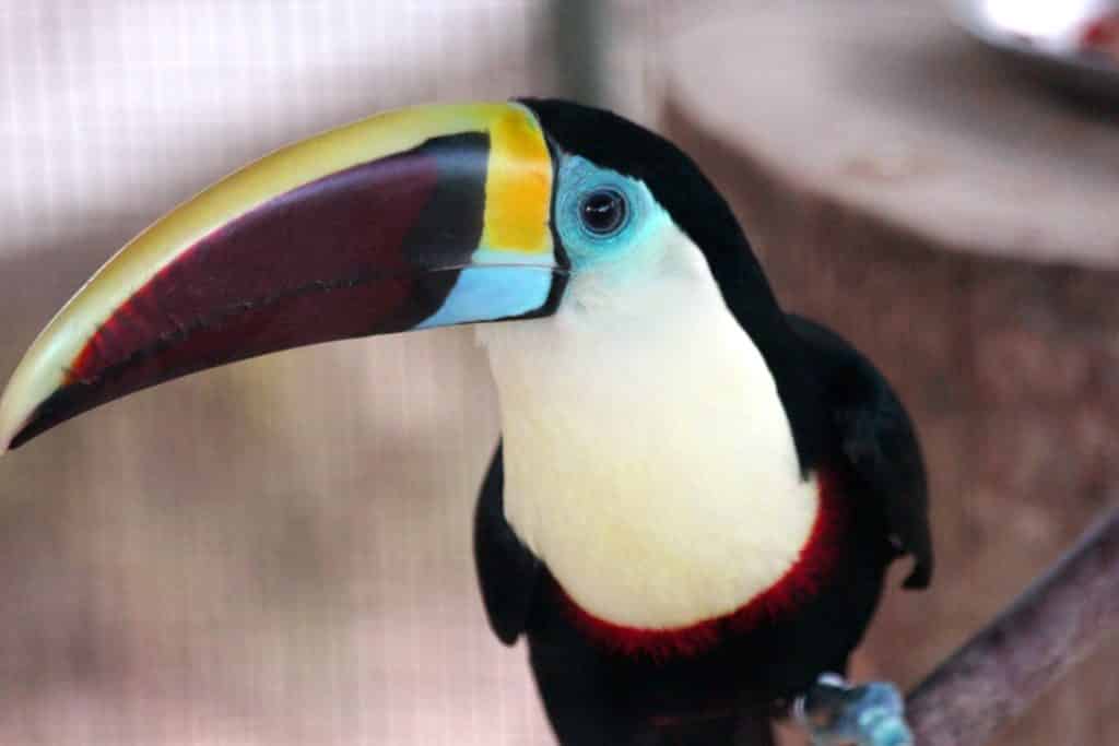 Toucan de Cuvier (Toucan à bec rouge)