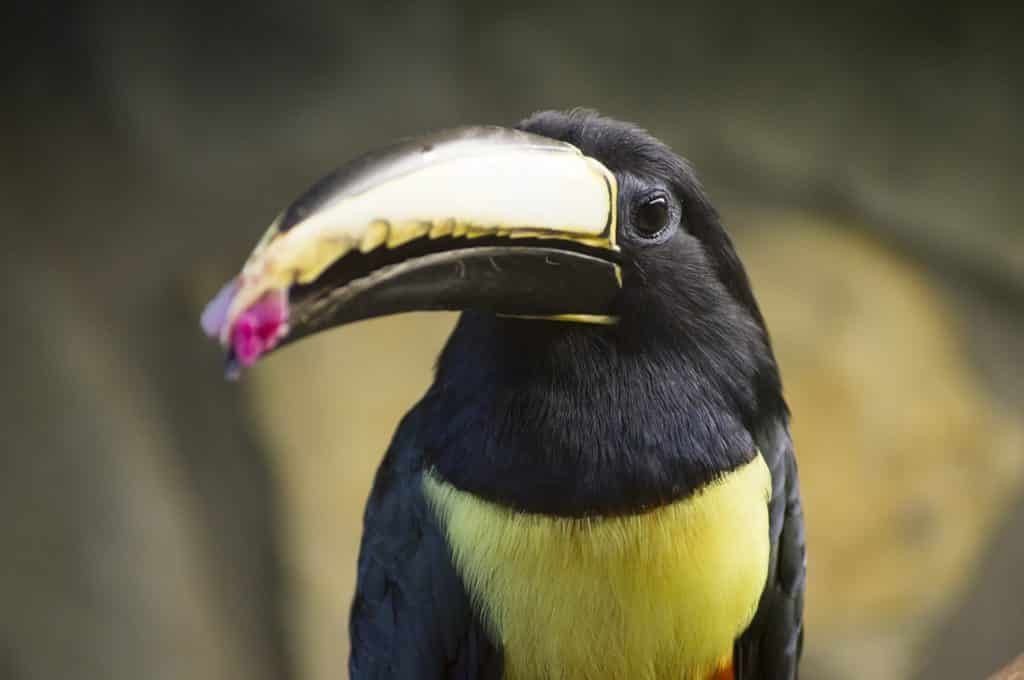Le système digestif du toucan qui mange
