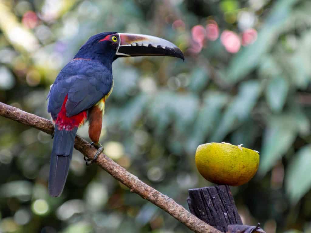 Le toucan Araçari à collier