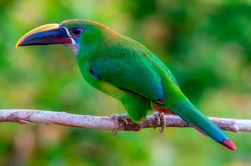 Le toucan vert