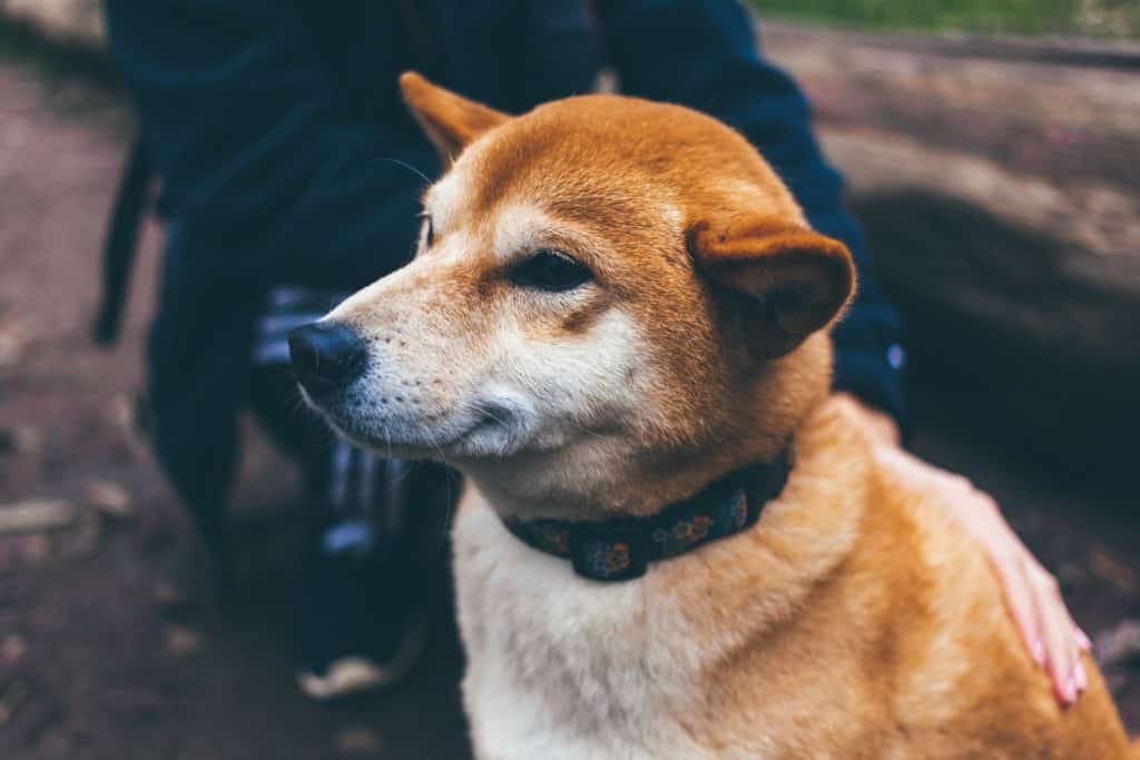 Choisir la bonne matière pour un collier de chien