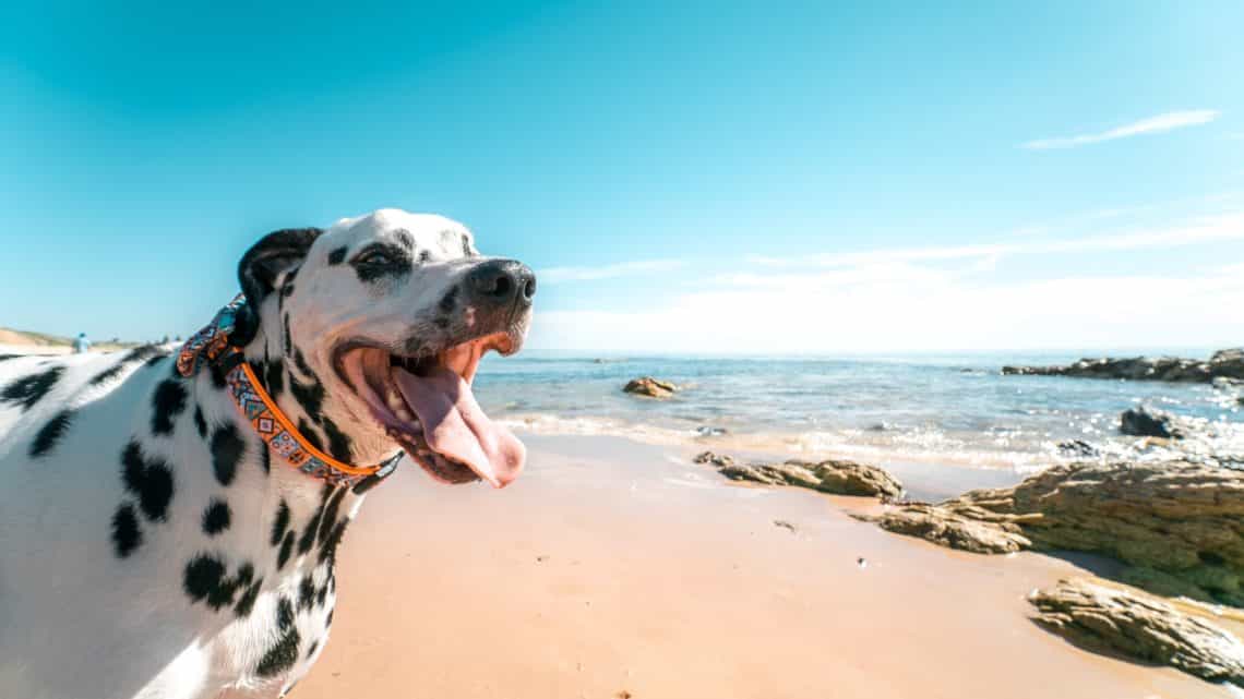 Collier mexicain pour chien | Le guide