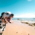 Collier mexicain pour chien | Le guide