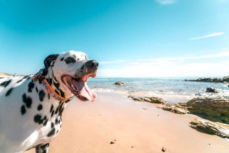 Collier mexicain pour chien | Le guide