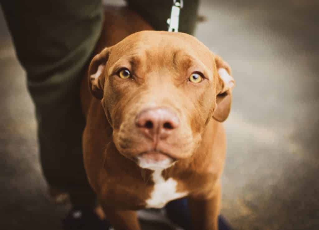 Colliers pour chiens à griffes ou à pince