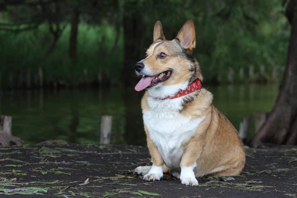 Comment déterminer la taille d'un collier pour chien ?