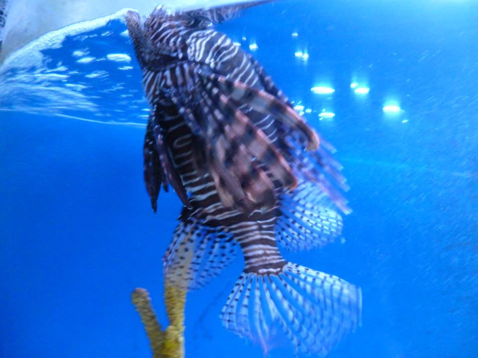 Aquarium du zoo de Guadalajara