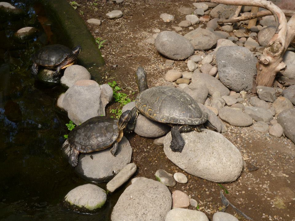 Herpetarium tortues zoo de Guadalajara