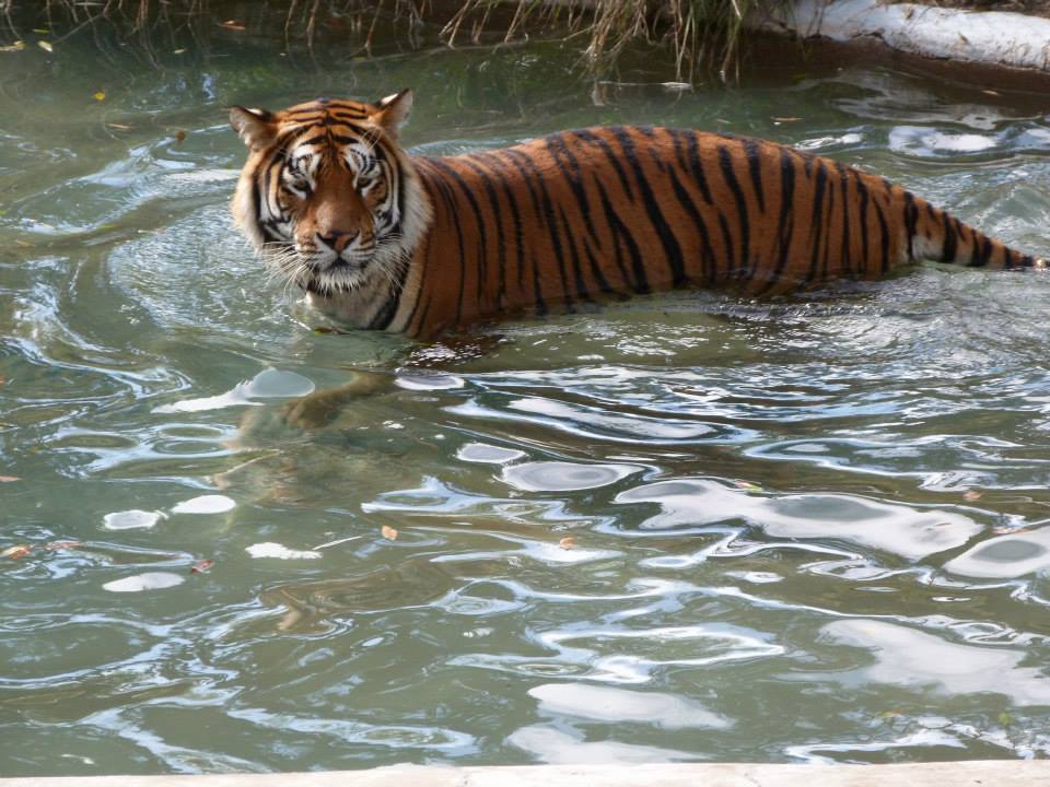 Tigres zoo de Guadalajara