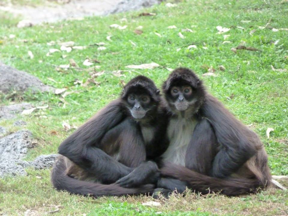 Monkeyland du zoo de Guadalajara