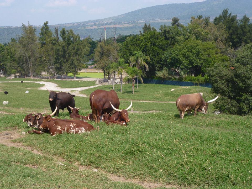 Safari dans le Masai Mara zoo de Guadalajara