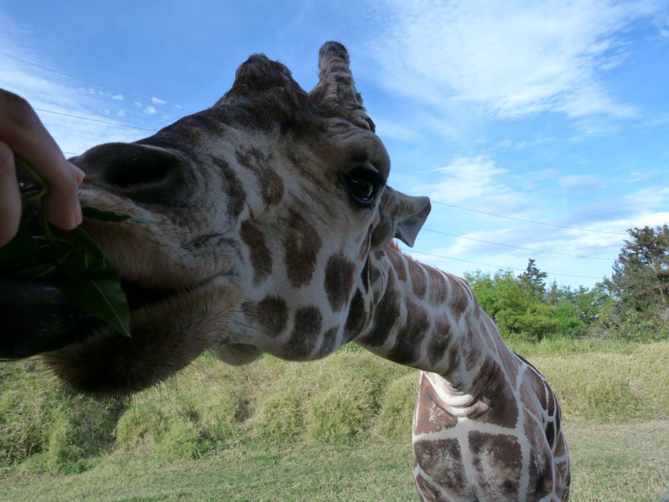 Safari dans le Masai Mara girafes zoo de Guadalajara