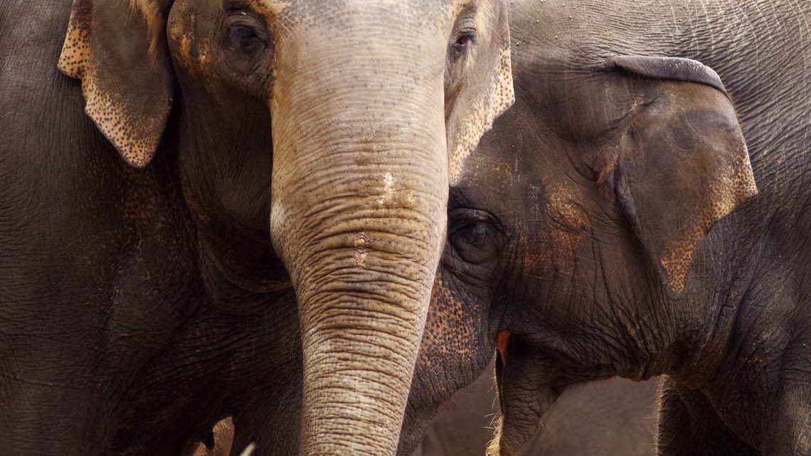 Le zoo de Guadalajara | Top 10 des attractions Le zoo de Guadalajara | Top 10 des attractions