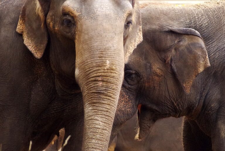 Le zoo de Guadalajara | Top 10 des activités