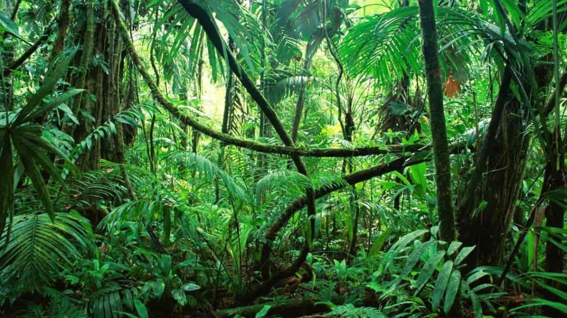 La jungle du Mexique