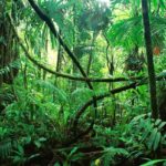 La jungle du Mexique
