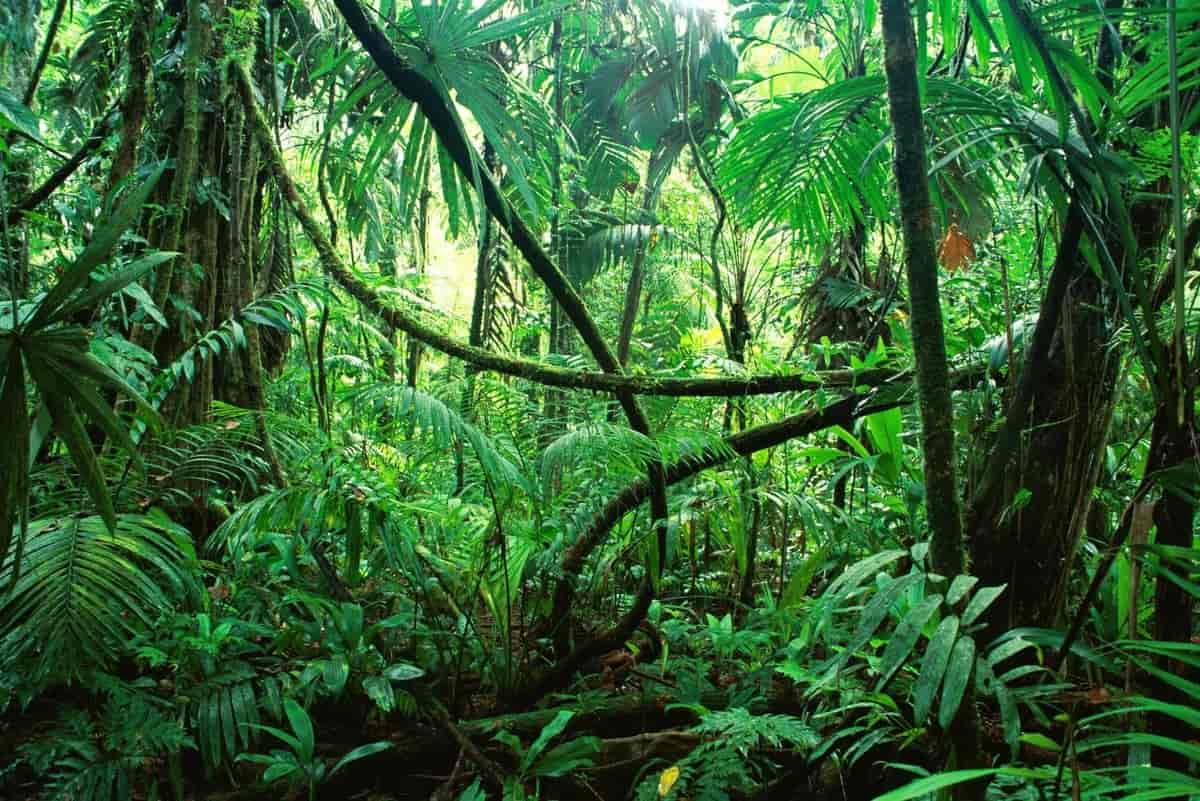 Quels animaux vivent dans la jungle ou la forêt ?