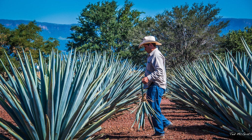 Tequila au Mexique