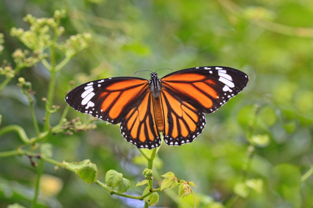 Sanctuaire des papillons monarques, "El Rosario", dans l'Etat de Michoacán au Mexique