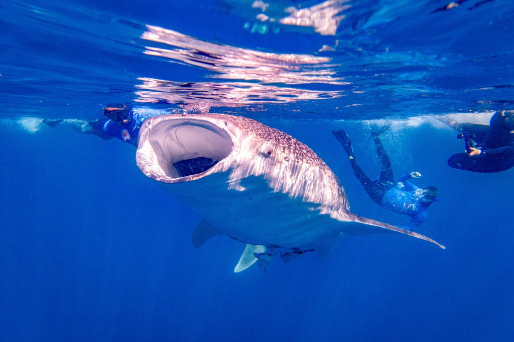Nager avec les requins-baleines