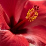 Flor de Jamaica - Fleurs d'hibiscus