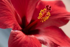 Flor de Jamaica - Fleurs d'hibiscus