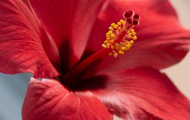Flor de Jamaica : Tout savoir sur la Fleur d’hibiscus