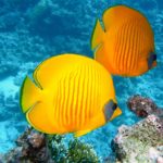 Les 5 plus grandes barrières de corail du Mexique