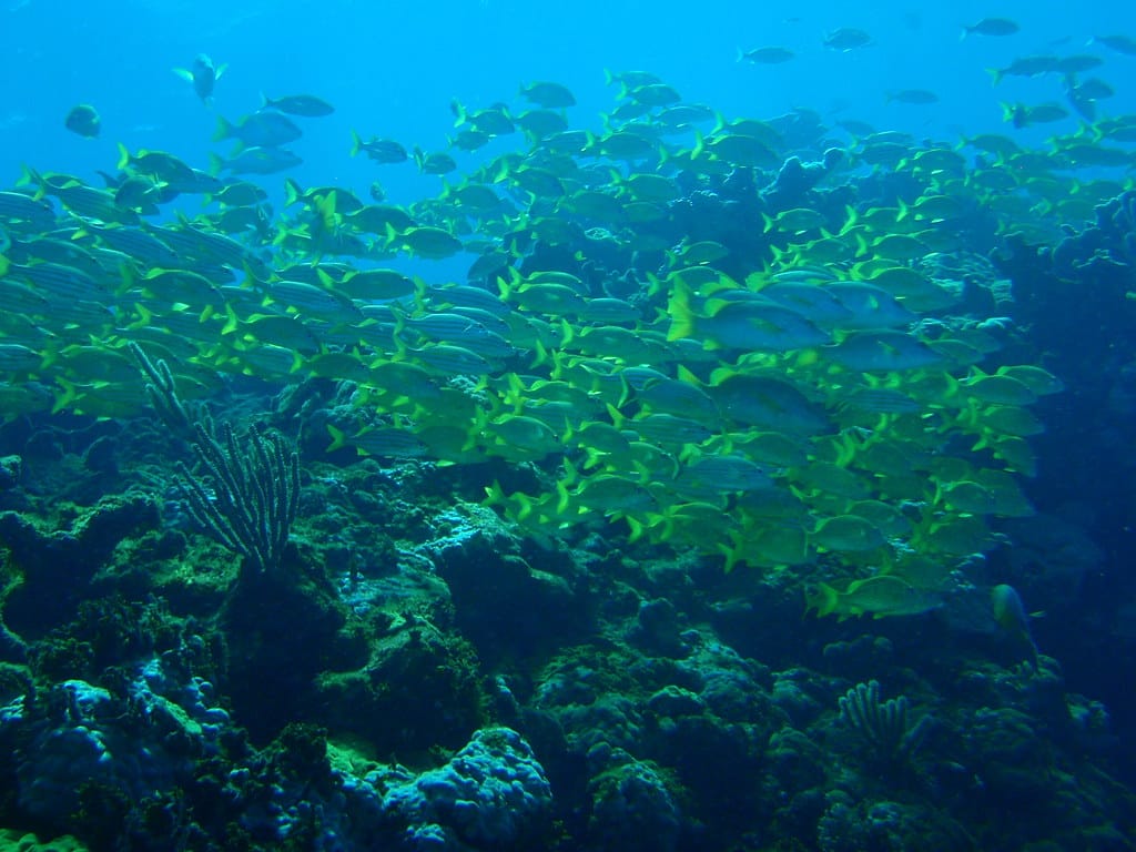 le deuxième plus grand récif corallien du monde