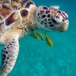 Nager avec les tortues d'Akumal