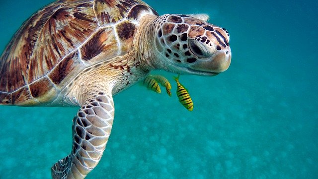 Nager avec les tortues d'Akumal