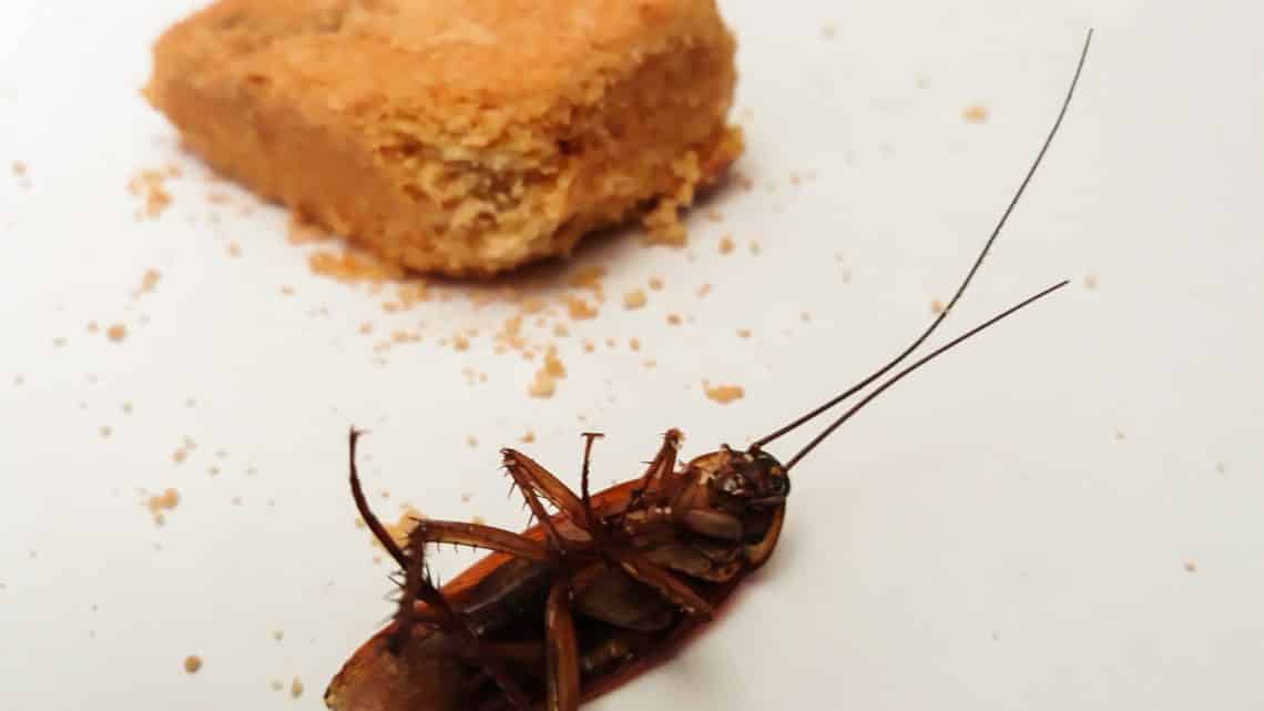 Les cafards (cucarachas) au Mexique | Comment s’en débarrasser ?