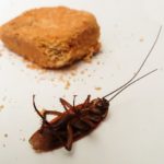 Les cafards (cucarachas) au Mexique | Comment s'en débarrasser ?