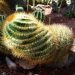Comment entretenir un cactus mexicain
