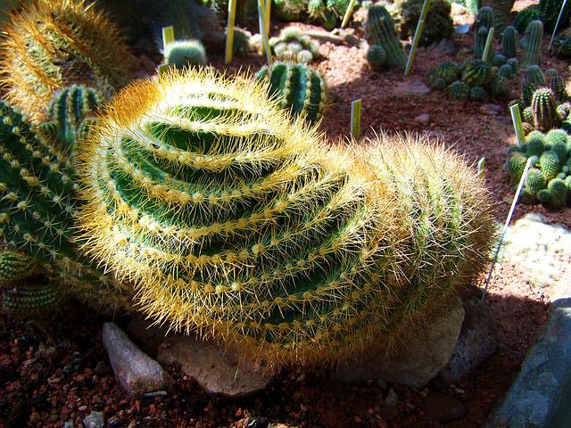 Comment entretenir un cactus mexicain