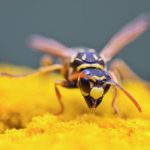 Guêpe mexicaine - Polistes instabilis